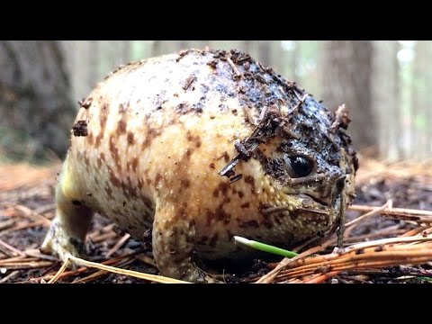 Video: Lõuna-Ameerika Konna Leptodactylus Labyrinthicus (Leptodactylidae) Naha Sekretsioonist Pärit Tsementseptiini Peptiidid: Iseloomustus, Antimikroobsed Toimed Ja Membraanide Koostoime