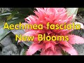 The Plant Traveller: New Aechmea Fasciata Blooms #bromeliads