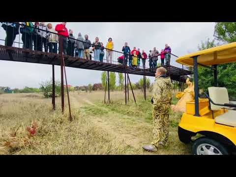 Видео: Тайган ямар зорилготой вэ?