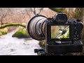 BIRD PHOTOGRAPHY - HOW TO, DIPPER, WINTER, WOODLAND, NORDIC, NIKON Z6, BEHIND THE SCENES