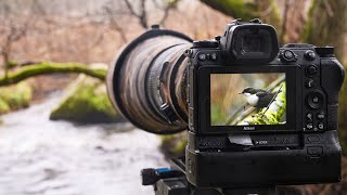 Bird Photography  How to photograph the dipper.