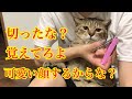 大嫌いな爪切りをされるもかわいい顔が止まらない猫w