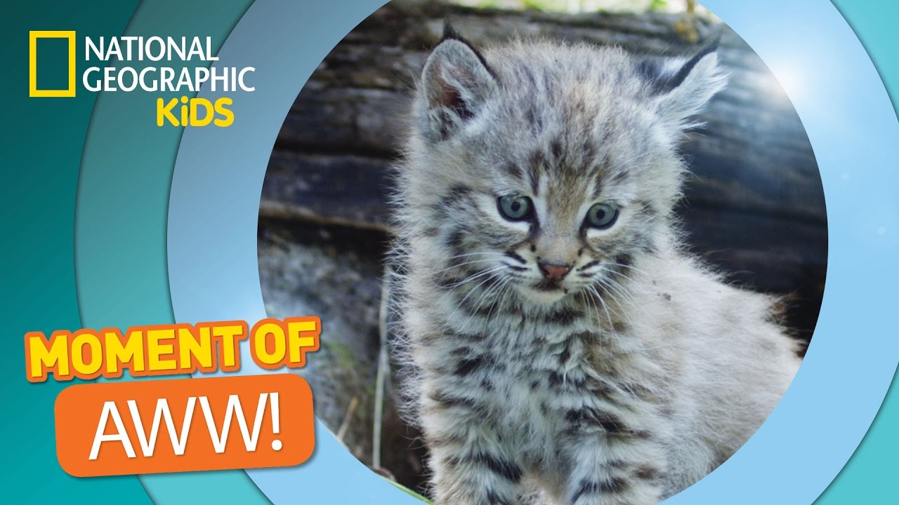 Play: Half a minute of bobcat kittens tumbling together