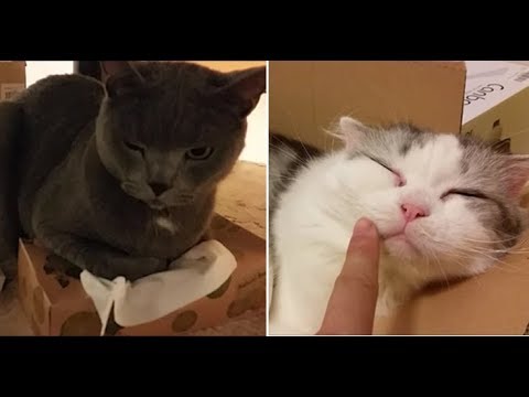 箱入り猫と、箱潰し猫。 - YouTube