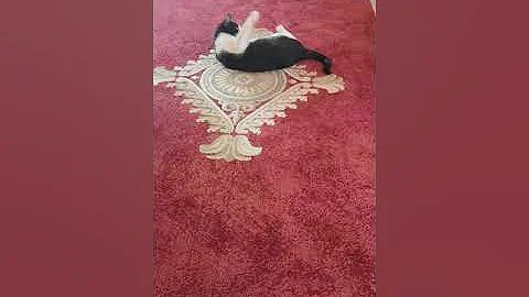 Pisica în carantina