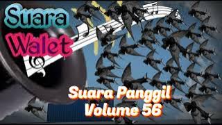 Sp | Volume 56#walet #rbw