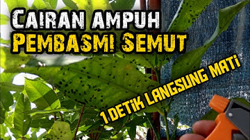 Cairan pembunuh semut pada tanaman paling ampuh. 1 detik langsung mati.