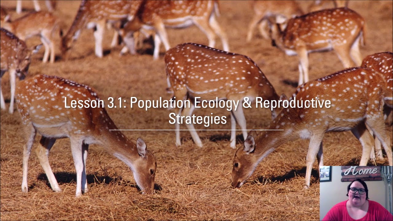 Lesson 3.1: Population Ecology and Reproductive Strategies - YouTube