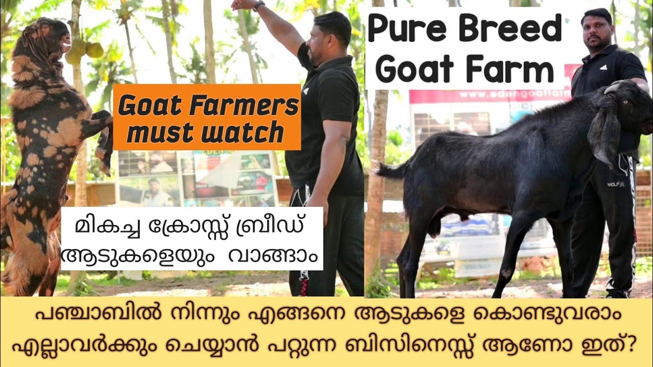 ഗ്യാരണ്ടിയോടു ആടുകളെ വാങ്ങാം |ആട് വളർത്തുന്നവർ ഉറപ്പായും കാണുക |Goat Farming kerala|