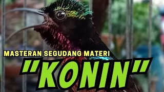 TOP MASTERING ☆ SUARA BURUNG KONIN GUDANGNYA MATERI