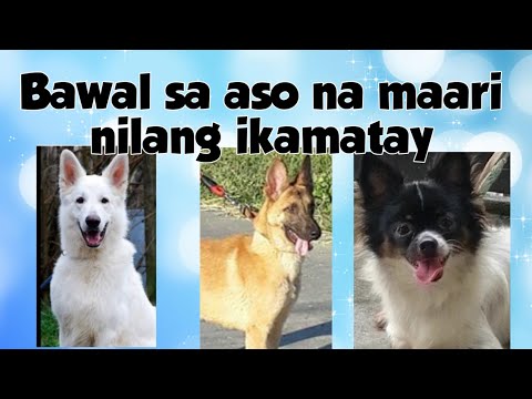 Video: Nakikiusap Ba Ang Iyong Aso Sa Talahanayan - Sanayin Ang Aso Na Huwag Humingi Sa Talahanayan