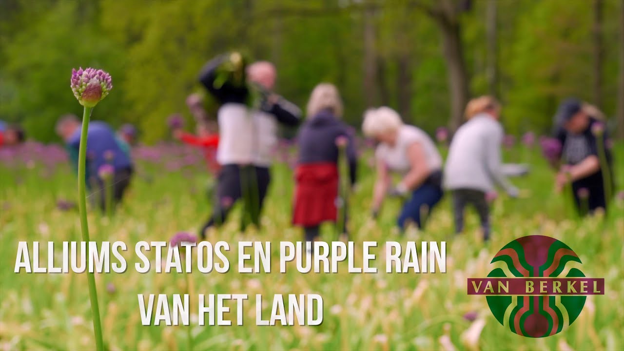 JM van Berkel - Alliums Statos en Purple Rain oogsten.