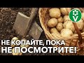 ВЫКАПЫВАЙТЕ КАРТОФЕЛЬ ТОЛЬКО ТАК И ВЕСЬ УРОЖАЙ ХОРОШО СОХРАНИТСЯ!