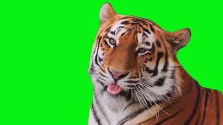 Green Screen Tiger Roar Free Download