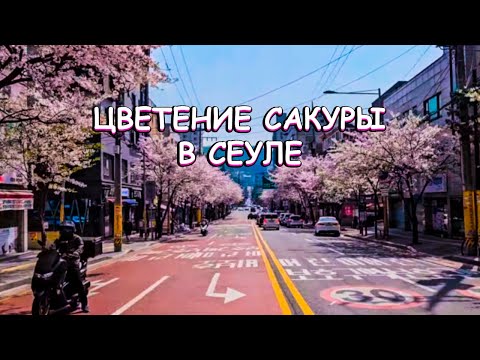 Цветение Сакуры в нетуристическом районе Сеула. Корея Влог