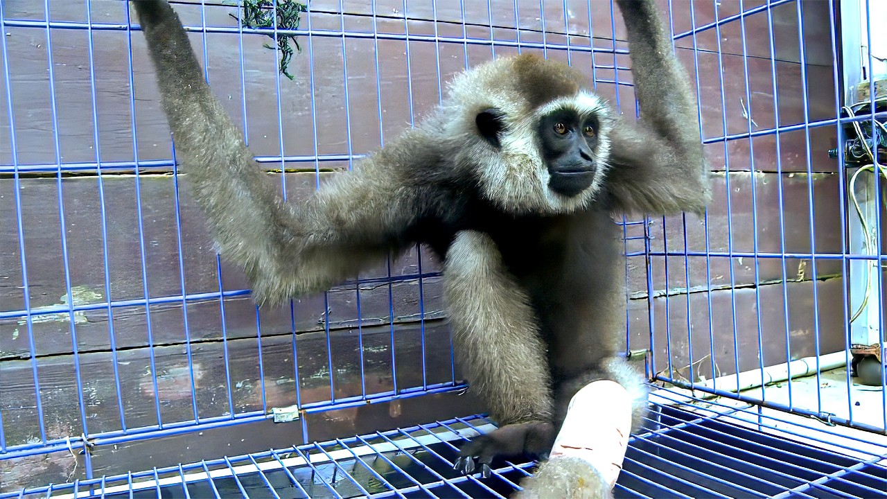 Indonsie le gardien des singes