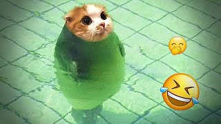 The Best of the Best! The Funniest Animal Videos of 2024 😻🐕 by DT Pets 2,472 views 1 month ago 32 minutes