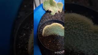 Cacto Cleistocactus Cristata (Rabo de Gato Cristata) Replantando para brotar raízes #cactos by Marabá Garden Suculentas e Cactos 97 views 3 months ago 4 minutes, 39 seconds