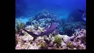 Reef Sharks And Nurse Sharks At Molasses Reef, Key Largo, Florida