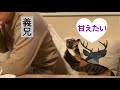 #263 年始の猫たち。お客様に気に入られたい猫や大喜びする猫。