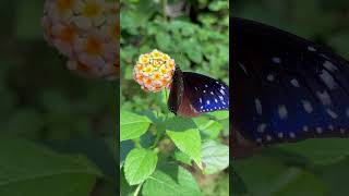 Tiny scroll break to appreciate nature's beauty 🦋 #Shorts #Wildlife