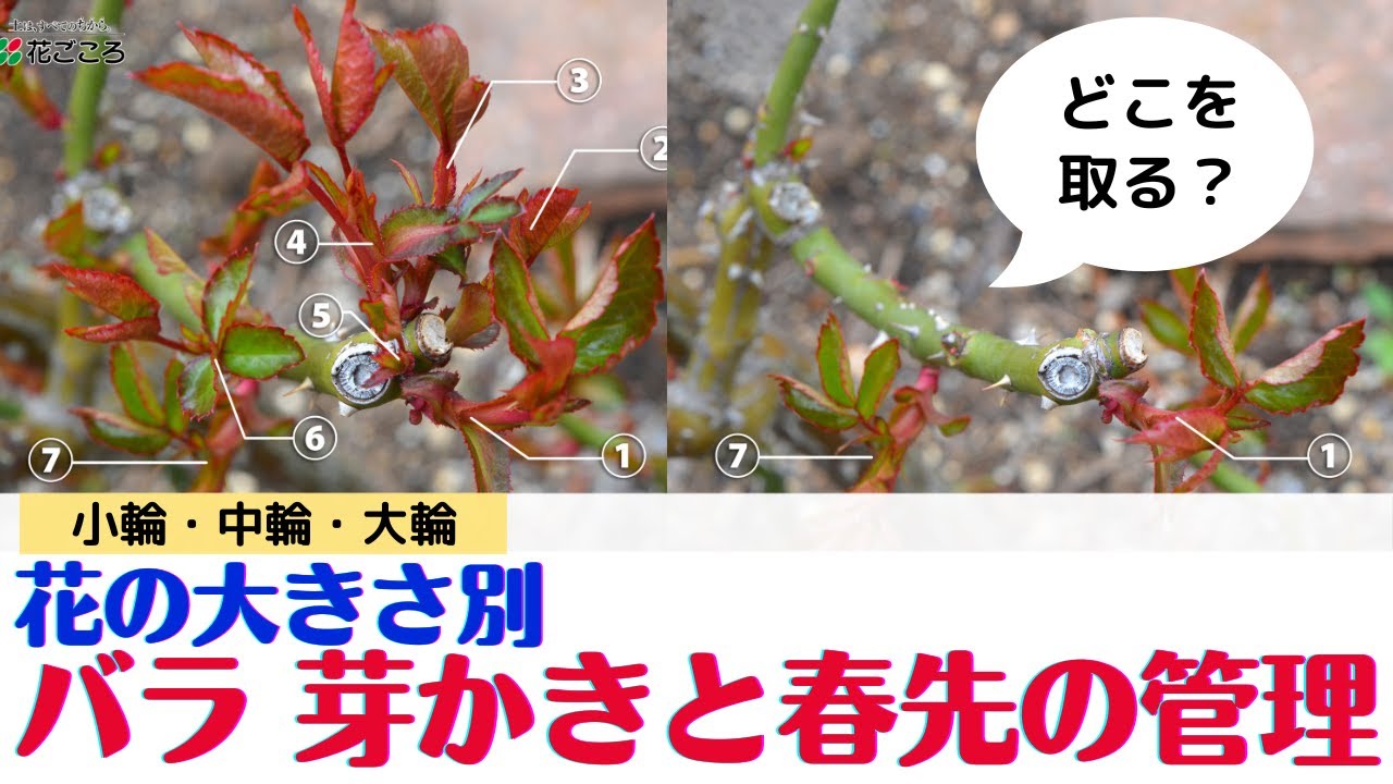 【バラ】花の大きさ別！芽かきのコツ【春の管理】
