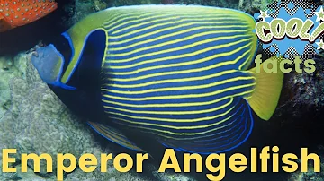 Emperor Angelfish facts 🐠 favorite of photographers 📸artists 🎨 aquarists 🐡