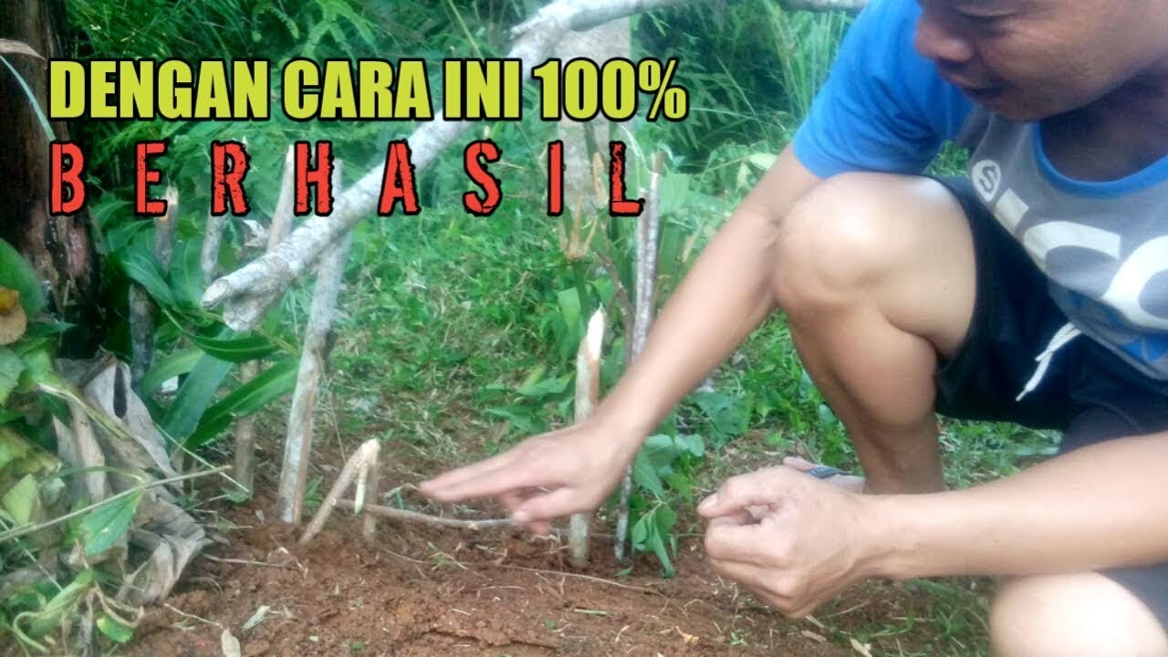 CARA PASANG JEBAKAN HAMA SERO PALING EPEKTIF