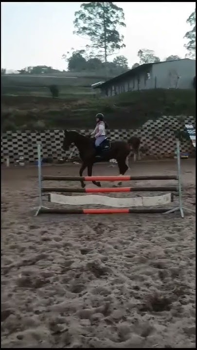 how-many-strides-did-you-count-horse-equestrian-showjumping