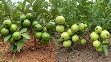 LIVE🔴🌿How to Grow a Guava Tree from Cuttings: Step-by-Step Guide #live #garden
