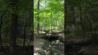 Pileated Woodpecker in Fairfax County #pileatedwoodpecker VA #woodpecker #nature 4.23.2026