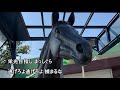 さらばハイセイコー 増沢末夫 歌詞付き 完全カバー (新録音版) 大井競馬場の風景とともに