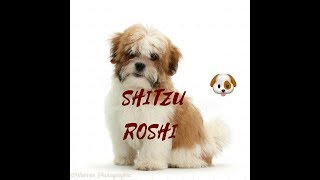 ROSHI (SHITZU) de cachorro