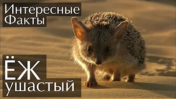 Ушастый Ёж - интересные факты