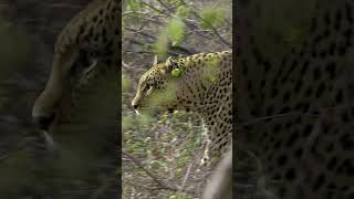 Female Leopard stalks Impala 🐆 #hunting