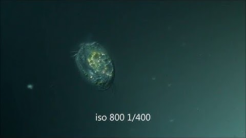 Euplotes video optimization