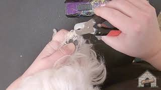 Maltese: Nail & Pad Trim by Cassie Putz 8,371 views 3 years ago 3 minutes, 1 second