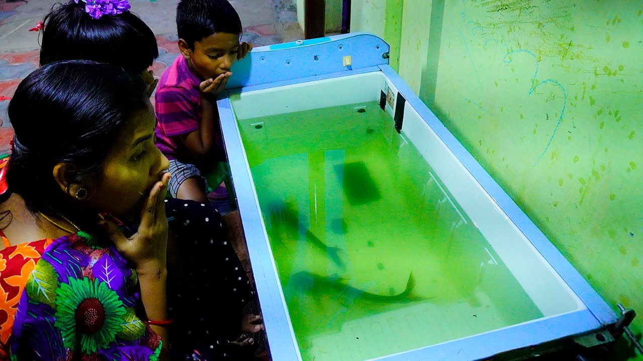 எங்க பெரிய shark மீன் தொட்டிக்கு இப்படி ஒரு நிலைமையா ?? | Big Shark tank Issue| Abi 2.0