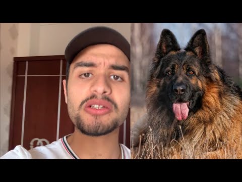 فيديو: متى نشأت الكلاب الألمانية؟