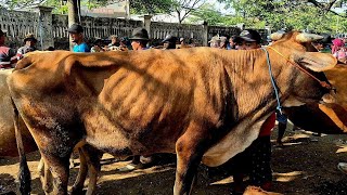 10 JUTA‼️BABON GERINGAN HARGA MURAH | Pasar Sapi Kerek