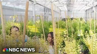 Carbon-scrubbing crops could help offset air pollution
