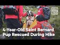 Daisy the Saint Bernard Rescued on Mountain Hike | NowThis