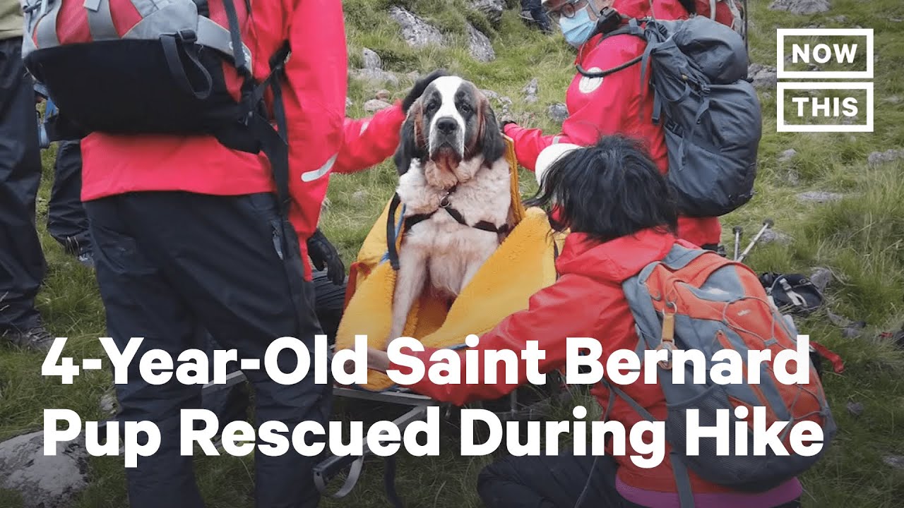 Daisy the Saint Bernard Rescued on Mountain Hike NowThis YouTube