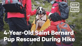 Daisy the Saint Bernard Rescued on Mountain Hike | NowThis