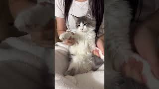 소나도 mooo! #메인쿤 #cat #cute #cutecats #daily #ねこ #猫 #meow #데일리