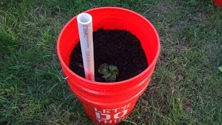 How to Make a Self-Watering Container for Peppers