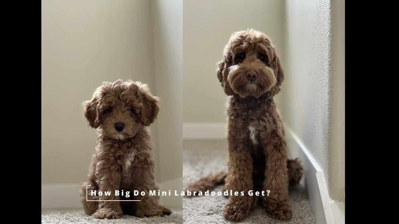 HOW BIG DO Mini LABRADOODLES GET? YouTube