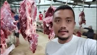 Domir di jagal sapi cakung