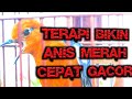 Terapi Dan Pancingan Anis Merah Agar Cepat Bunyi Mp3 - Mp4 Download