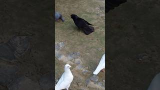 জ্যাক কবুতর?? ??????shortsvideo pigeonlove viralshort youtubeshorts